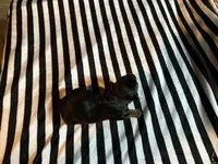 Ava, a female Yorkshire Terrier for sale in Elkin, NC – Photo 4 of 6