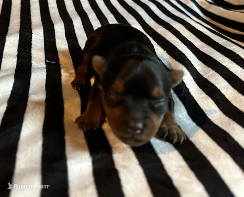 Ava, a female Yorkshire Terrier for sale in Elkin, NC – Photo 1 of 6