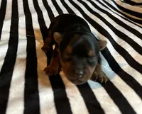 Ava, a female Yorkshire Terrier for sale in Elkin, NC – Photo 1 of 6