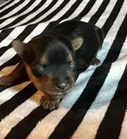 Ava, a female Yorkshire Terrier for sale in Elkin, NC – Photo 2 of 6