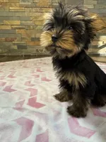 Molly, a female Yorkshire Terrier for sale in Elkin, NC – 2 of 5