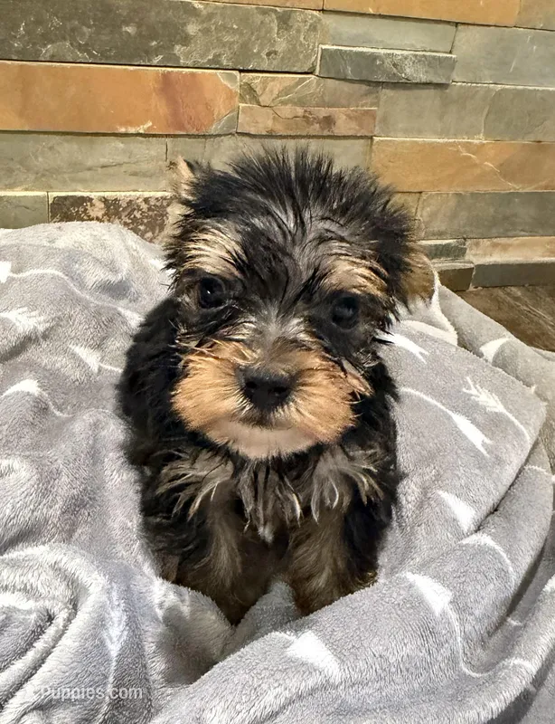 Addie  – Yorkshire Terrier puppy for sale in Elkin, NC