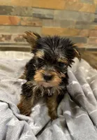 Addie , a female Yorkshire Terrier for sale in Elkin, NC – Photo 3 of 5