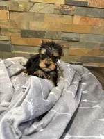 Addie , a female Yorkshire Terrier for sale in Elkin, NC – Photo 5 of 5