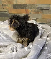 Addie , a female Yorkshire Terrier for sale in Elkin, NC – Photo 4 of 5