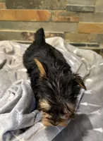 Addie , a female Yorkshire Terrier for sale in Elkin, NC – Photo 2 of 5