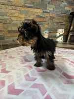 Molly, a female Yorkshire Terrier for sale in Elkin, NC – 3 of 5