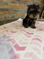 Molly, a female Yorkshire Terrier for sale in Elkin, NC – 5 of 5