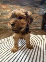 Coco , a female Yorkshire Terrier for sale in Elkin, NC – 6 of 6