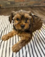 Coco , a female Yorkshire Terrier for sale in Elkin, NC – 4 of 6
