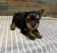 Molly , a female Yorkshire Terrier for sale in Elkin, NC – Photo 1 of 4