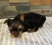 Molly , a female Yorkshire Terrier for sale in Elkin, NC – Photo 4 of 4