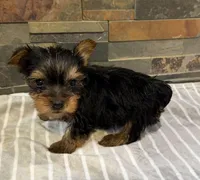 Molly , a female Yorkshire Terrier for sale in Elkin, NC – Photo 2 of 4