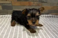 Molly , a female Yorkshire Terrier for sale in Elkin, NC – Photo 3 of 4