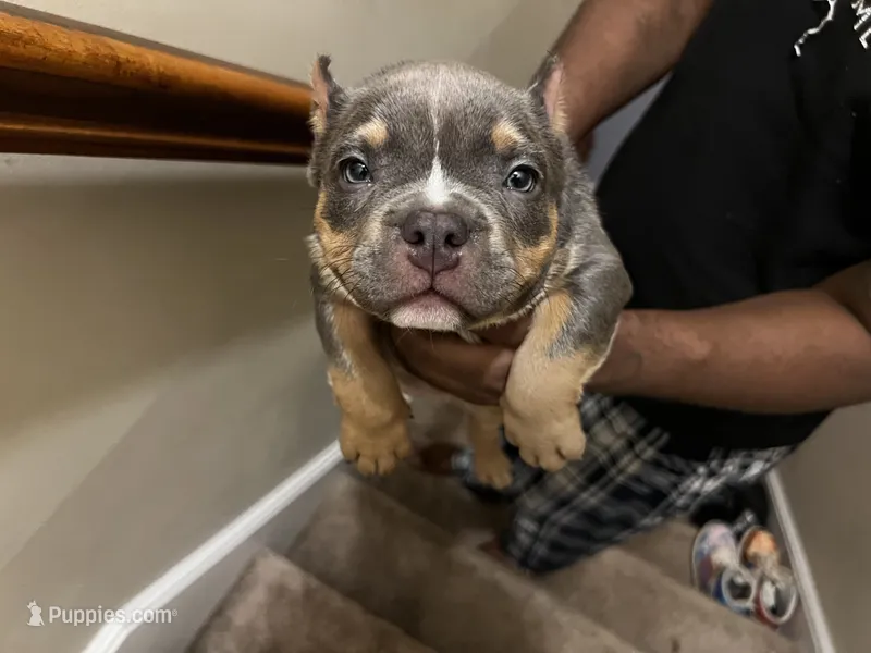 ABKC Exotic Bully “Storm” – American Bully puppy for sale in Columbia, SC