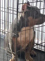 ABKC Exotic Bully “Storm”, a female American Bully for sale in Columbia, SC – 9 of 9