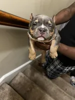 Blue Tri Bully Pup “Storm”, a female American Bully for sale in Columbia, SC – Photo 3 of 5