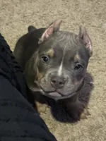 Blue Tri Bully Pup “Storm”, a female American Bully for sale in Columbia, SC – Photo 5 of 5