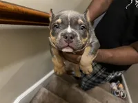 Blue Tri Bully Pup “Storm”, a female American Bully for sale in Columbia, SC – Photo 1 of 5