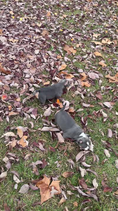 ABKC Exotic Bully “Storm”, a female American Bully for sale in Columbia, SC – 6 of 9