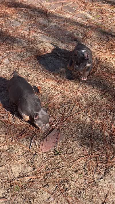 ABKC Exotic Bully “Storm”, a female American Bully for sale in Columbia, SC – 7 of 9
