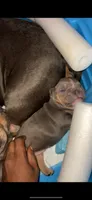 ABKC Exotic Bully “Storm”, a female American Bully for sale in Columbia, SC – 2 of 9
