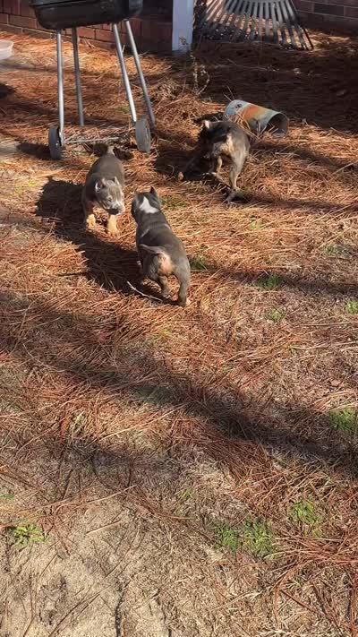 ABKC Exotic Bully “Storm”, a female American Bully for sale in Columbia, SC – 5 of 9
