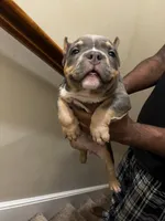 Blue Tri Bully Pup “Blue”, a male American Bully for sale in Columbia, SC – Photo 2 of 6