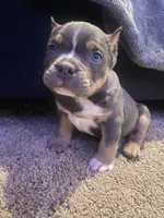 Blue Tri Bully Pup “Blue”, a male American Bully for sale in Columbia, SC – Photo 5 of 6