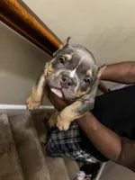 Blue Tri Bully Pup “Blue”, a male American Bully for sale in Columbia, SC – Photo 4 of 6