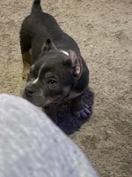 Blue Tri Bully Pup “Blue”, a male American Bully for sale in Columbia, SC – Photo 3 of 6