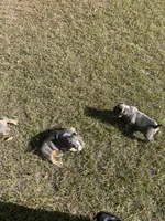 Blue Tri Bully Pup “Blue”, a male American Bully for sale in Columbia, SC – Photo 6 of 6