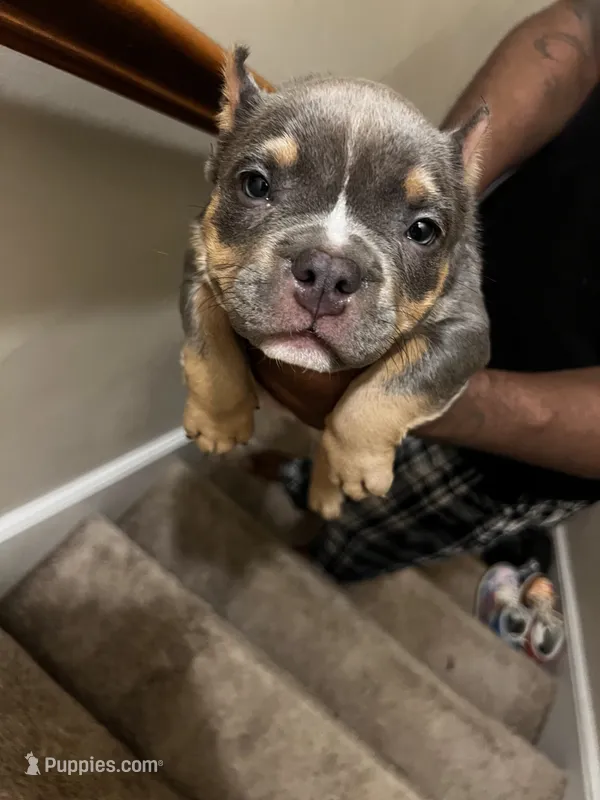 Blue Tri Bully Pup “Blue”