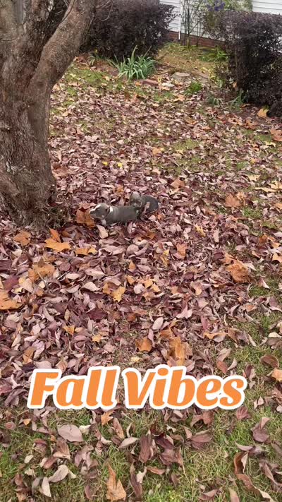 ABKC Exotic Bully “Storm”, a female American Bully for sale in Columbia, SC – 8 of 9