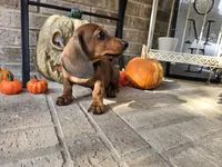 Penny, a female Miniature Dachshund for sale in Georgetown, TX – 5 of 10