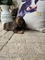 Buddy, a male Miniature Dachshund for sale in Georgetown, TX – 2 of 8