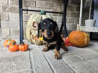 Rollo, a male Miniature Dachshund for sale in Georgetown, TX – 1 of 10
