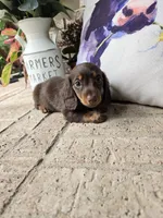 Buddy, a male Miniature Dachshund for sale in Georgetown, TX – 6 of 8