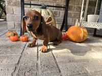 Penny, a female Miniature Dachshund for sale in Georgetown, TX – 6 of 10