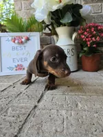 Buddy, a male Miniature Dachshund for sale in Georgetown, TX – Photo 8 of 10