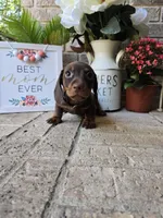 Buddy, a male Miniature Dachshund for sale in Georgetown, TX – Photo 4 of 10