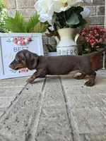 Buddy, a male Miniature Dachshund for sale in Georgetown, TX – Photo 9 of 10