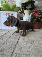 Buddy, a male Miniature Dachshund for sale in Georgetown, TX – Photo 2 of 10