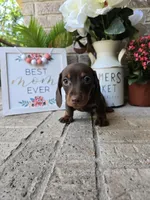 Buddy, a male Miniature Dachshund for sale in Georgetown, TX – Photo 5 of 10