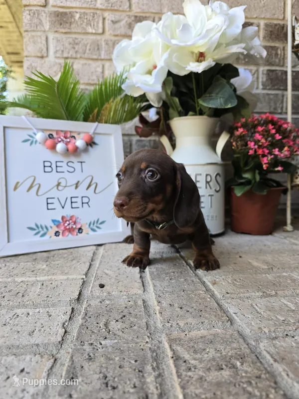 Buddy – Miniature Dachshund puppy for sale in Georgetown, TX