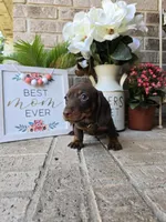 Buddy, a male Miniature Dachshund for sale in Georgetown, TX – Photo 1 of 10