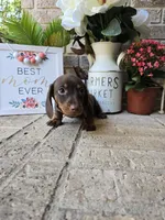 Buddy, a male Miniature Dachshund for sale in Georgetown, TX – Photo 6 of 10