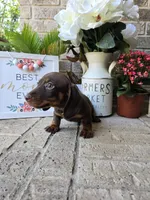 Buddy, a male Miniature Dachshund for sale in Georgetown, TX – Photo 10 of 10