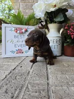 Buddy, a male Miniature Dachshund for sale in Georgetown, TX – Photo 7 of 10