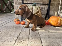 Penny, a female Miniature Dachshund for sale in Georgetown, TX – 9 of 10